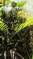 primer plano de una planta en la selva tropical video