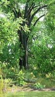 groen gazon in stadspark met moeras onder zonnig licht video