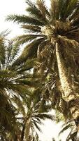 Underside of the coconuts tree with clear sky and shiny sun video