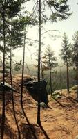 belle forêt à feuilles persistantes à distance en montagne video