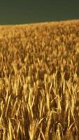 Golden wheat field at sunset video