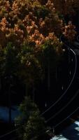 Aerial over a winding forest road in Finland during sunset video