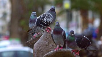Pigeons Perched on On the Pole Footage. video