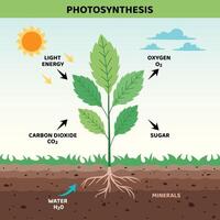 The Diagram Of Photosynthesis Process vector