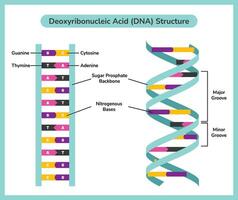 el químico estructura de adn vector