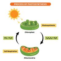 el diagrama de fotosíntesis proceso vector