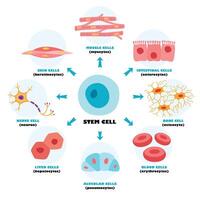 Anatomy Of Human Body Cells vector