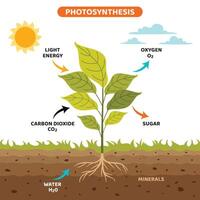 el diagrama de fotosíntesis proceso vector