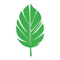 Green leaf. Leaves icon on isolated background. Collection green leaf. Elements design for natural, eco, vegan, bio labels vector