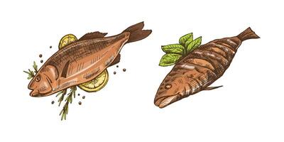 Hand-drawn colored sketch of barbecue fish. Doodle vintage illustration. Decorations for the menu of cafes and labels. Engraved image. vector