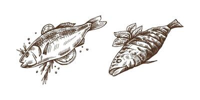 Hand-drawn monochrome sketch of barbecue fish. Doodle vintage illustration. Decorations for the menu of cafes and labels. Engraved image. vector