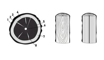 illustration with types of trunk cuts vector