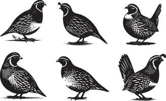 quail bird set illustration eps 10 vector