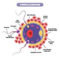 anatomía de humano fertilización sistema vector