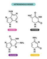 el estructura de nitrogenado boses vector