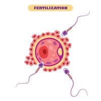 Anatomy Of Human Fertilization System vector