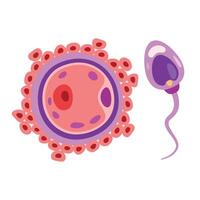 Anatomy Of Human Fertilization System vector