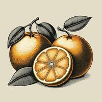 Hand drawn sketch style orange fruit set. Whole, halved and sliced oranges. vector