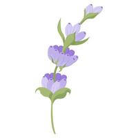 Delicate lavender flower in flat style. illustration isolated on white background. vector