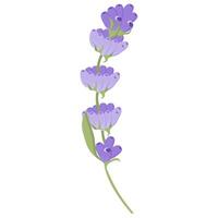 Delicate lavender flower in flat style. illustration isolated on white background. vector