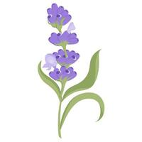 delicado lavanda flor en plano estilo. ilustración aislado en blanco antecedentes. vector