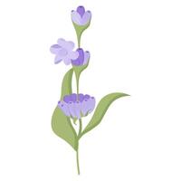 Delicate lavender flower in flat style. illustration isolated on white background. vector