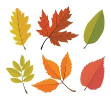 Autumn Floral Illustration Leaves Set. leaf autumn vector