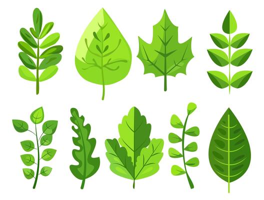 featuring eight different types of green leaves. Each leaf showcases unique shapes and vein patterns. graphic is simple, clean, and vibrant, ideal for nature-themed designs and eco-friendly projects