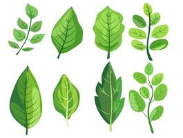 presentando ocho diferente tipos de verde hojas. cada hoja vitrinas único formas y vena patrones. gráfico es simple, limpio, y vibrante, ideal para con temas de la naturaleza diseños y Respetuoso del medio ambiente proyectos vector