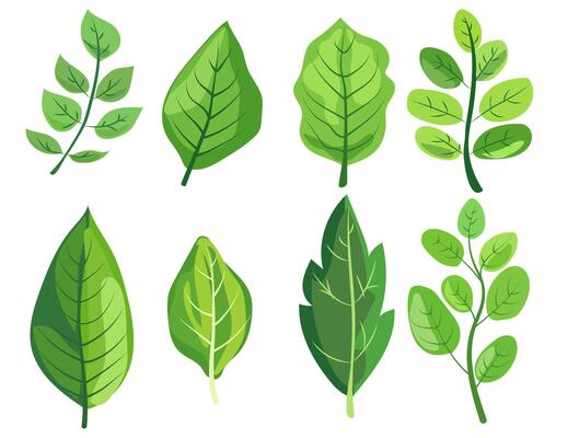 featuring eight different types of green leaves. Each leaf showcases unique shapes and vein patterns. graphic is simple, clean, and vibrant, ideal for nature-themed designs and eco-friendly projects