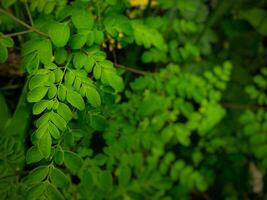 close up of jurema preta leaf photo