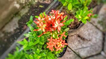 close up of soka flower in the garden photo