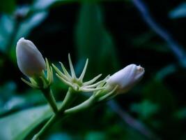 close up of jasmine flowers that have not yet bloomed photo