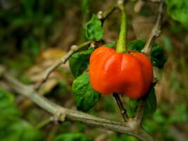 close up of habanero chili photo