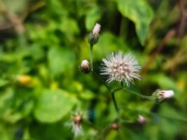 close up of wild cyanthillium flower photo