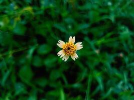 Close up of shaggy soldier weed flower photo