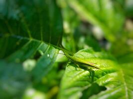 Close up of grasshopper on the plant. Branch. Leafe. Tree. Green photo