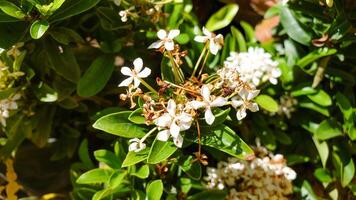 close up of soka flower in the garden photo