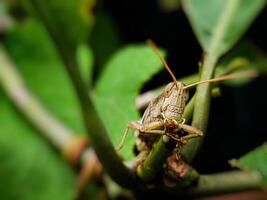 cerca arriba de saltamontes en el planta foto