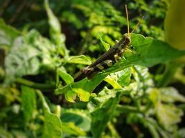 Close up of grasshopper on the plant. Branch. Leafe. Tree. Green photo