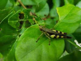 cerca arriba de saltamontes en el planta foto