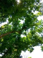 el árbol en el bosque foto