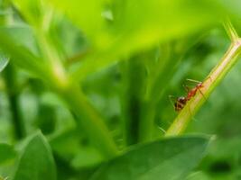 Close up of red ant on the plant photo