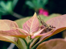 Close up of grasshopper on the leaf photo