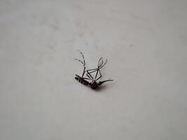 close up of dead mosquito on the floor photo