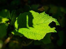 close up of grapes leaf in the garden photo