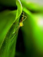 Close up of green lynx spider on the plant leaf photo