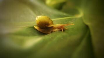 close up of tiny green snail on the leaf photo