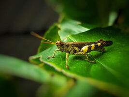 cerca arriba de saltamontes en el planta foto