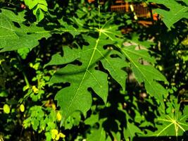 Close up of papaya leaf photo